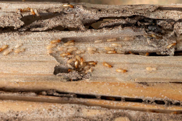 Best Affordable Pest Control Services  in Taft Southwest, TX