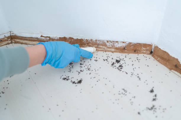 Best Termite Control Services  in Taft Southwest, TX